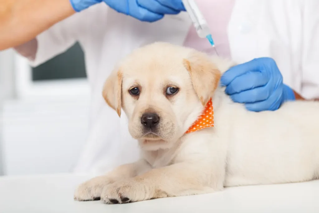 vaccine-requirements-for-dogs-in-Edmonton-Alberta
