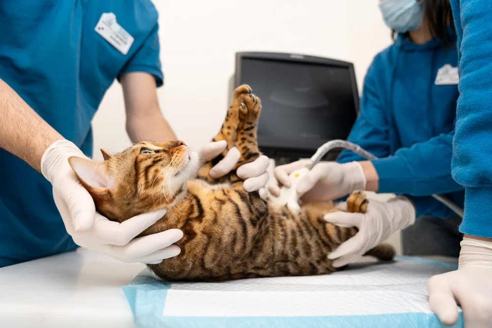 cat undergoing checkup