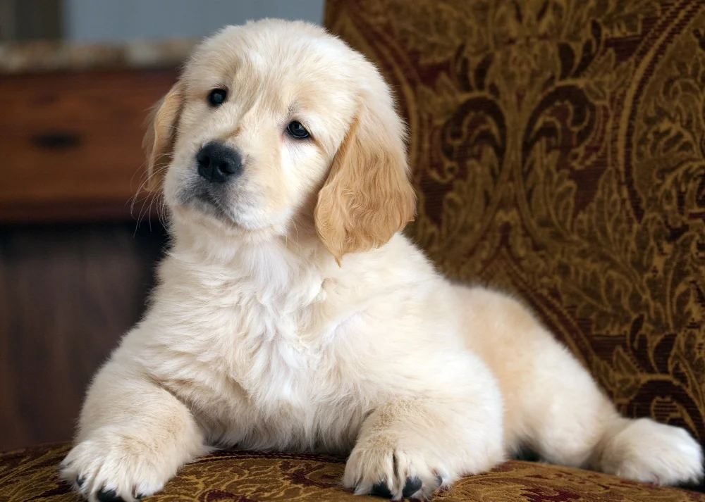 Choosing the Right New Pet