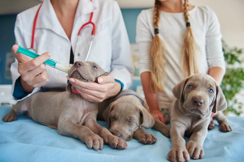 First Year Vaccinations for puppy