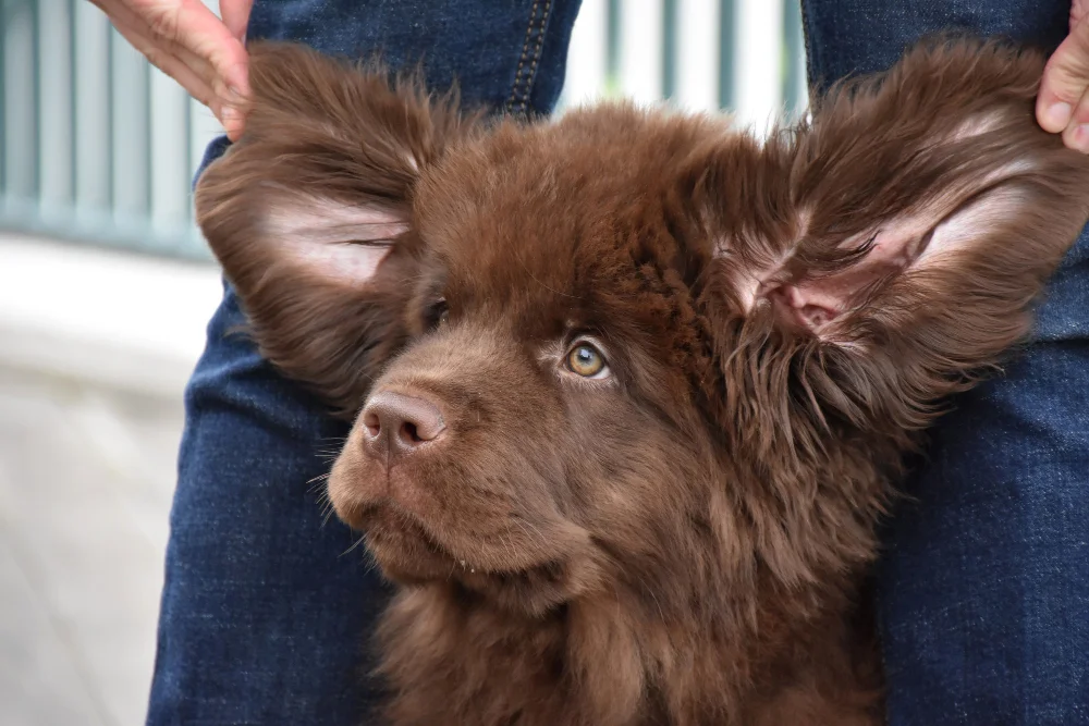 Why Fall Shedding Happens and What to Do About It